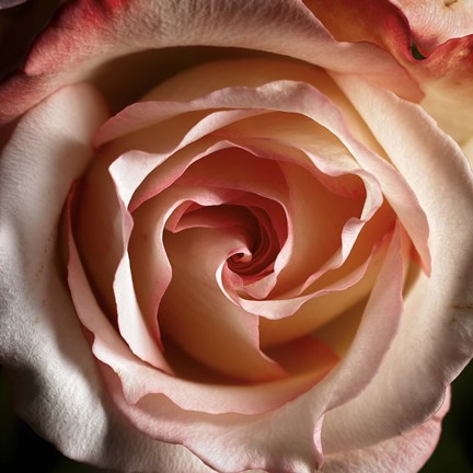 Framed Pink Delight Print