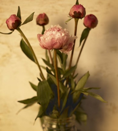 Framed Peonies Print