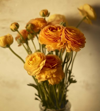 Framed Ranunculus Print