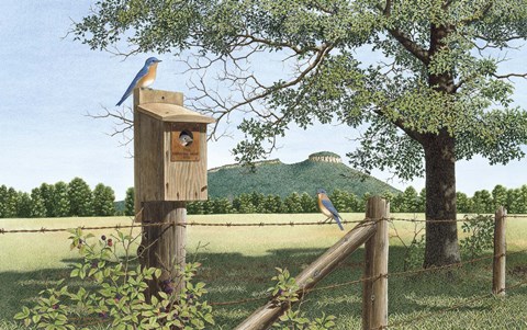 Framed Fledgling Print