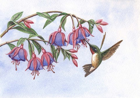 Framed Fushia&#39;s Delight Print