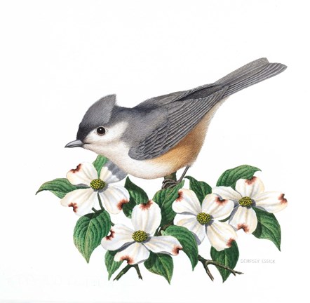 Framed Studio Friends - Titmouse Print