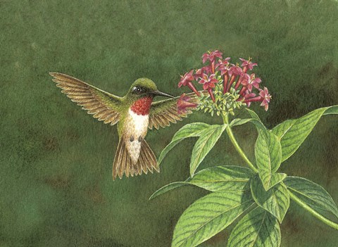 Framed Pentas for Hummer Print