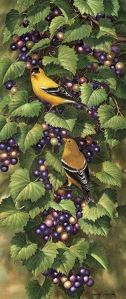 Framed Vineyard Rendevous Print