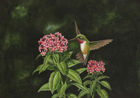 Framed Choice Pentas II Print