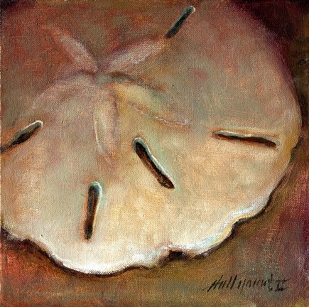 Framed Sand Dollar Print