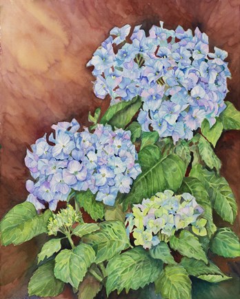 Framed Blue Hydrangeas Print