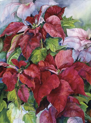 Framed Pointesettia Print