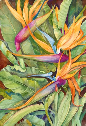 Framed Birds Of Paradise Print