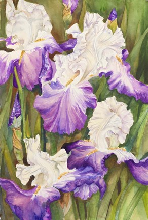 Framed Lavender Iris Print