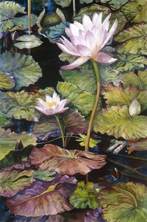 Framed Water Lilies Print