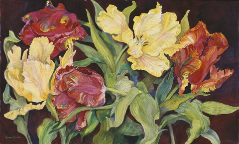 Framed Red And Yellow Parrot Tulips Print