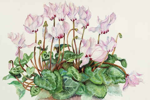 Framed Pink Cyclamen Print