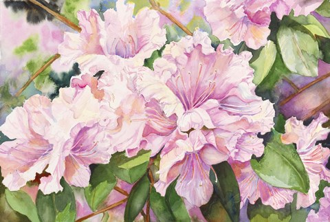 Framed Sun Lit Azalea Print