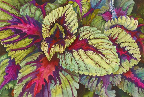 Framed Coleus Print