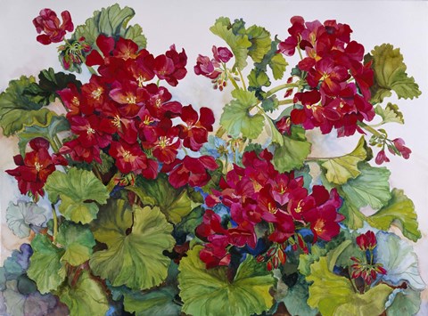 Framed Deep Red Geraniums Print