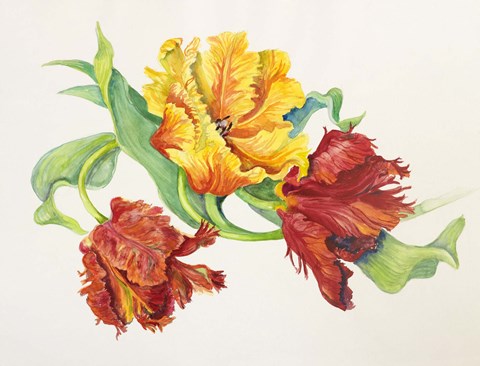 Framed Twining Tulips Print