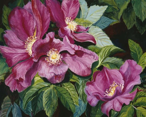 Framed Wild Red Roses Print