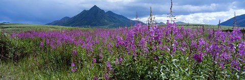 Framed Blooming Fireweed in Ogilvie Mountains Print