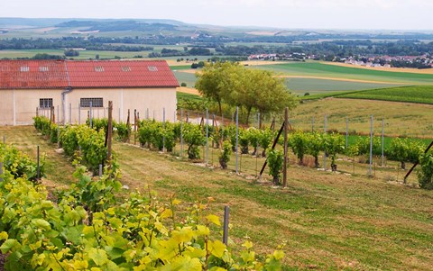 Framed View Over the Mother Vines, Champagne, France Print