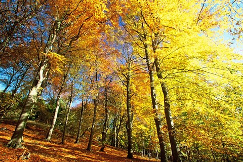 Framed Autumn Leaves of Trees Print