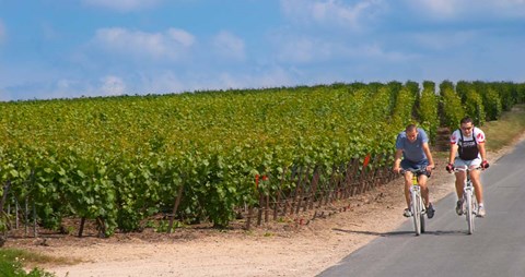 Framed Cyclists in Vineyards of Cote des Blancs Print