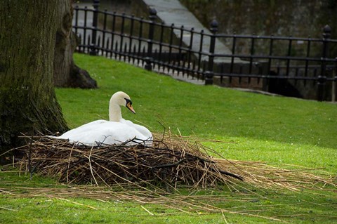 Framed Belgium, Nesting Swans Print