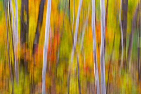 Framed Autumn Colors in Forest Print