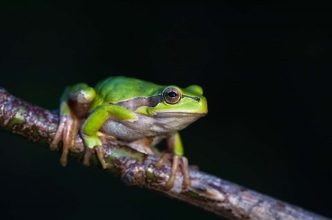 Framed Tree Frog in Lake Neusiedl Print