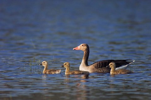 Framed Greylag Goose Print