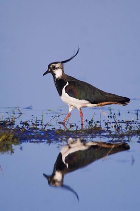Framed Northern Lapwing Butterfly Print