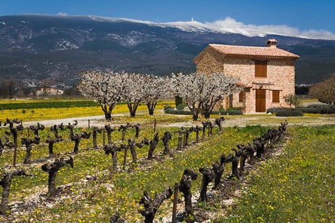 Framed Stone House and Vineyard, Mt Ventoux Print