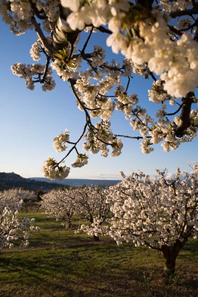 Framed Cherry Blossoms in France Print