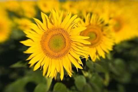 Framed Sunflower Field in France, Provence Print