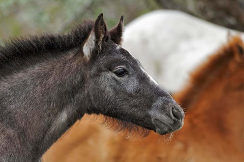 Framed Camargue Horse Foal Print