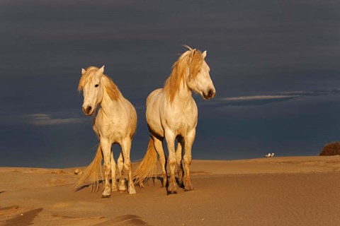Framed Camargue Horse on Beach at Sunrise Print