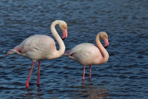 Framed Greater Flamingo bird, Camargue, France Print