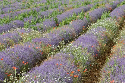Framed Rows of Lavender in France Print
