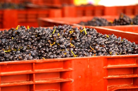 Framed Gamay Vineyard, Georges Duboeuf Print