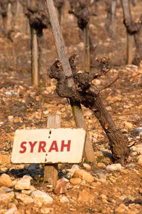 Framed Syrah Vine and Sign at La Truffe de Ventoux Truffle Farm Print