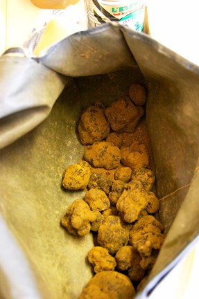 Framed Truffle Harvest at La Truffe de Ventoux Truffle Farm Print