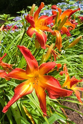 Framed Nova Scotia, Annapolis Royal Gardens Print