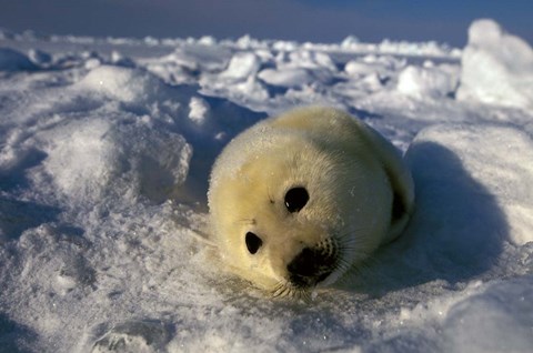 Framed Gulf of St Lawrence Print