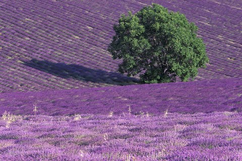 Framed Lavender Fields, France Print