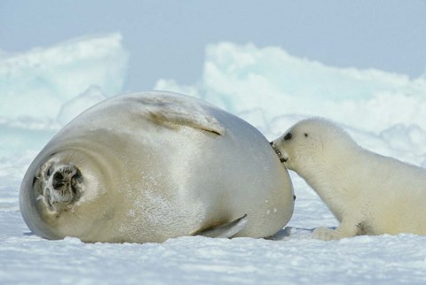 Framed Harp Seal on Magdalen Island Print