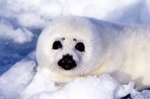 Framed Harp Seal Pup at Gulf of St Lawrence Print