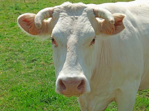 Framed Charolais Cow Print