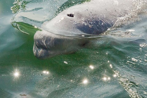 Framed Beluga Whale in Canada Print