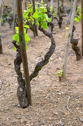 Framed Vineyards in the Cote Rotie District Print