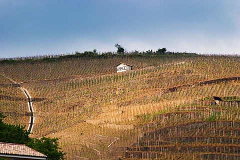Framed Terraced Vineyards in the Cote Rotie District Print